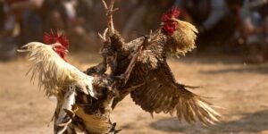 Bong vip - Thế giới chơi cá cược đá gà trực tuyến đỉnh cao