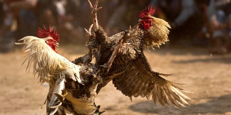 Bong vip - Thế giới chơi cá cược đá gà trực tuyến đỉnh cao